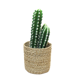 Kaktus dekoracyjny Potrójny 39cm